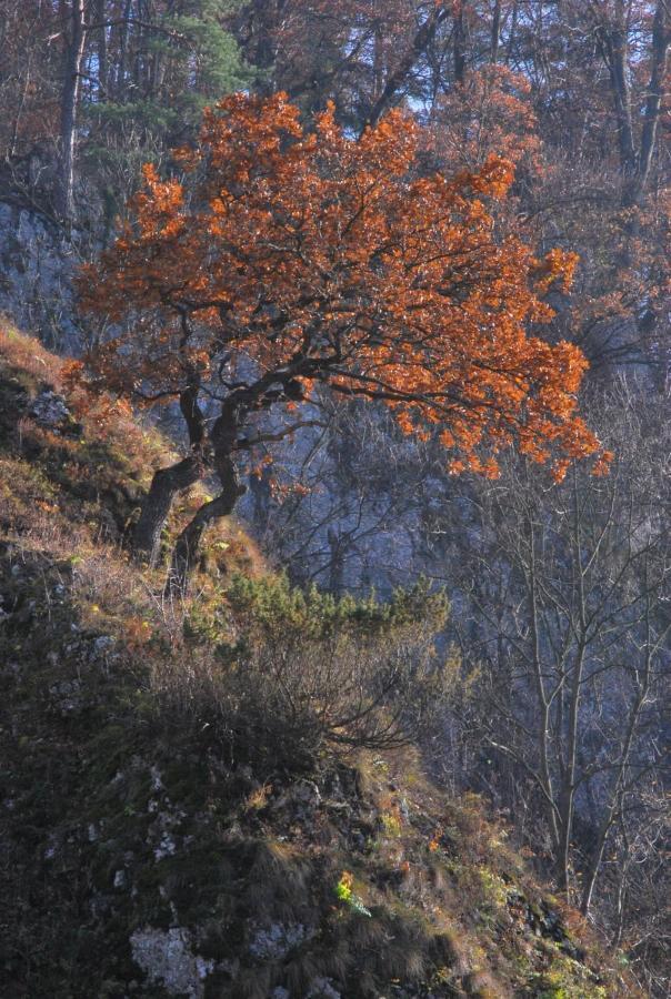 Pokoje Goscinne U Grazyny Ojcow Esterno foto